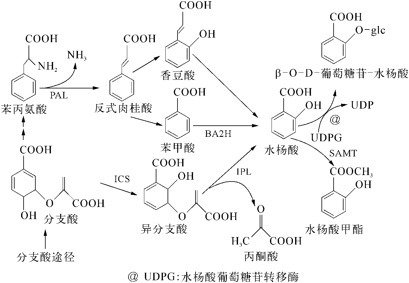 水杨酸的合成